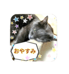 おすまし猫の日常 1（個別スタンプ：40）