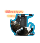 うちのニャンコ 蛍、陽愛、零、陽葵（個別スタンプ：10）