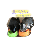 うちのニャンコ 蛍、陽愛、零、陽葵（個別スタンプ：15）
