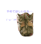 うちのニャンコ 蛍、陽愛、零、陽葵（個別スタンプ：18）