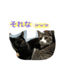 うちのニャンコ 蛍、陽愛、零、陽葵（個別スタンプ：22）