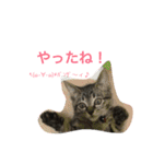 うちのニャンコ 蛍、陽愛、零、陽葵（個別スタンプ：27）
