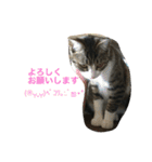 うちのニャンコ 蛍、陽愛、零、陽葵（個別スタンプ：29）