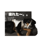 我が家のバーニズマウンテンドッグ（個別スタンプ：6）
