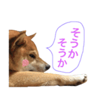 柴犬キャメルpart2（個別スタンプ：9）