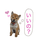 柴犬キャメルpart2（個別スタンプ：11）