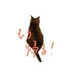 タヌキネコ 16（個別スタンプ：6）