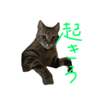 タヌキネコ 16（個別スタンプ：7）