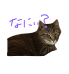 タヌキネコ 16（個別スタンプ：10）