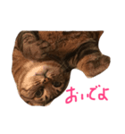 タヌキネコ 16（個別スタンプ：11）