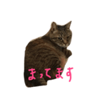 タヌキネコ 16（個別スタンプ：12）