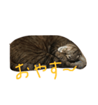 タヌキネコ 16（個別スタンプ：13）