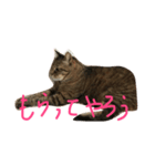タヌキネコ 16（個別スタンプ：14）