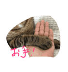 タヌキネコ 16（個別スタンプ：15）