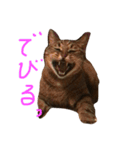 タヌキネコ 16（個別スタンプ：16）