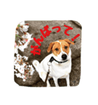 空散歩（個別スタンプ：3）