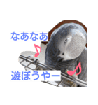 ヨウムとウロコインコとコダイマキエインコ（個別スタンプ：1）