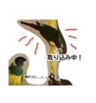 ヨウムとウロコインコとコダイマキエインコ（個別スタンプ：2）