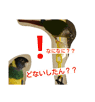 ヨウムとウロコインコとコダイマキエインコ（個別スタンプ：3）