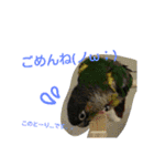 ヨウムとウロコインコとコダイマキエインコ（個別スタンプ：4）