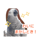 ヨウムとウロコインコとコダイマキエインコ（個別スタンプ：5）