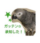ヨウムとウロコインコとコダイマキエインコ（個別スタンプ：6）