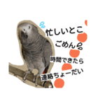 ヨウムとウロコインコとコダイマキエインコ（個別スタンプ：7）