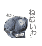ヨウムとウロコインコとコダイマキエインコ（個別スタンプ：8）