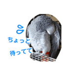 ヨウムとウロコインコとコダイマキエインコ（個別スタンプ：10）