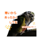 ヨウムとウロコインコとコダイマキエインコ（個別スタンプ：11）