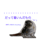 ヨウムとウロコインコとコダイマキエインコ（個別スタンプ：12）
