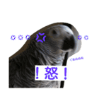 ヨウムとウロコインコとコダイマキエインコ（個別スタンプ：13）