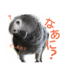 ヨウムとウロコインコとコダイマキエインコ（個別スタンプ：14）