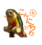 ヨウムとウロコインコとコダイマキエインコ（個別スタンプ：16）