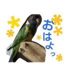 ヨウムとウロコインコとコダイマキエインコ（個別スタンプ：17）