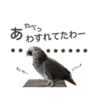 ヨウムとウロコインコとコダイマキエインコ（個別スタンプ：19）