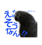 ヨウムとウロコインコとコダイマキエインコ（個別スタンプ：20）