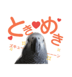 ヨウムとウロコインコとコダイマキエインコ（個別スタンプ：21）