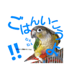 ヨウムとウロコインコとコダイマキエインコ（個別スタンプ：22）