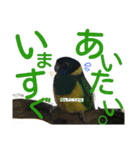 ヨウムとウロコインコとコダイマキエインコ（個別スタンプ：23）