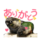 ヨウムとウロコインコとコダイマキエインコ（個別スタンプ：24）