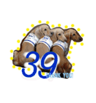 39-ダックス（個別スタンプ：1）