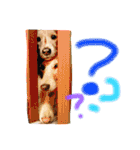 39-ダックス（個別スタンプ：4）