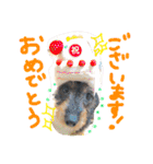 39-ダックス（個別スタンプ：5）