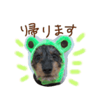 39-ダックス（個別スタンプ：9）