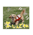 39-ダックス（個別スタンプ：10）
