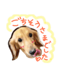 39-ダックス（個別スタンプ：13）