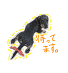 39-ダックス（個別スタンプ：16）