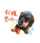39-ダックス（個別スタンプ：19）