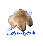39-ダックス（個別スタンプ：30）